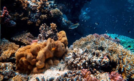Marine Life