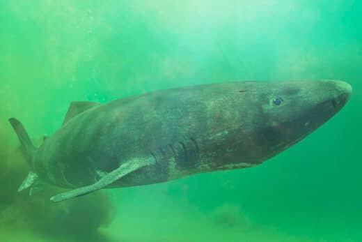The Secret Behind Greenland Sharks Centuries Long Lifespan Is Finally Uncovered