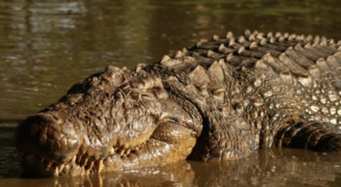 Meet Henry Worlds Oldest Crocodile 123 Years Old 2 Meters Long 700 Kilos 10000 Descendants Marineland Melanesia Australia